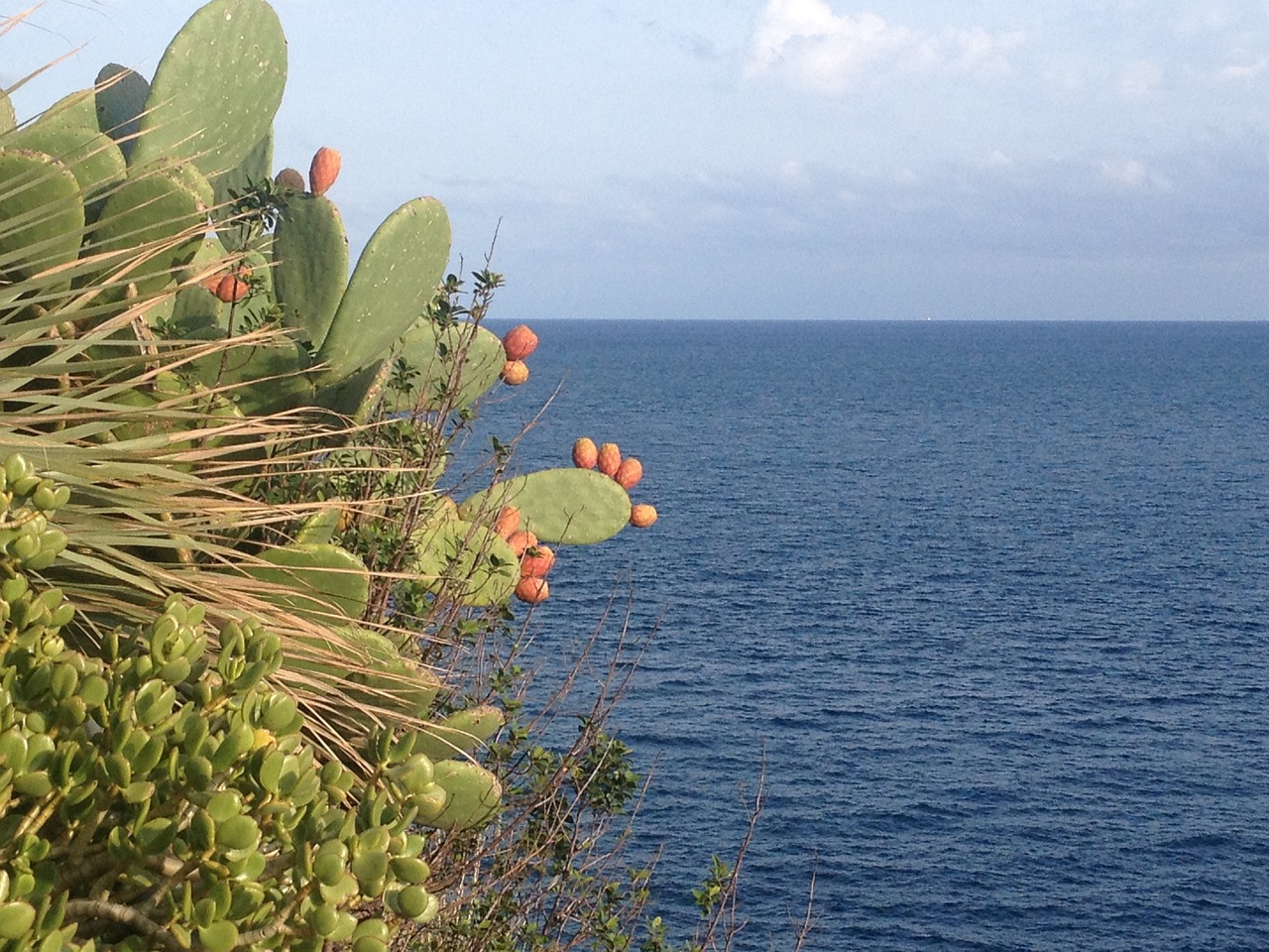 prickly pears fig sea free photo