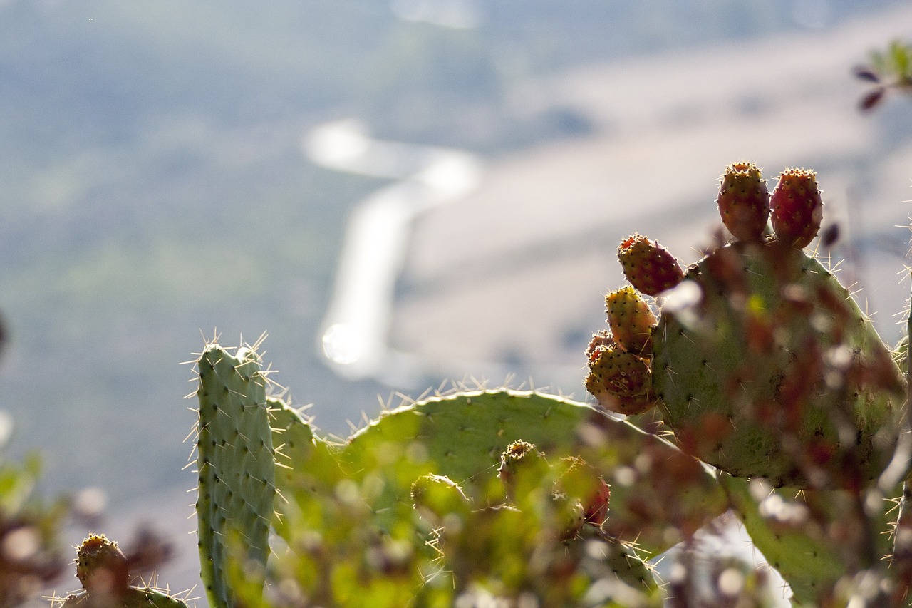 prickly pears nature plants free photo