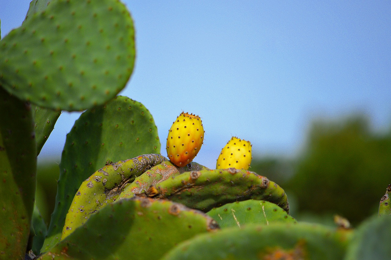 prickly pears fruit prickly pear free photo