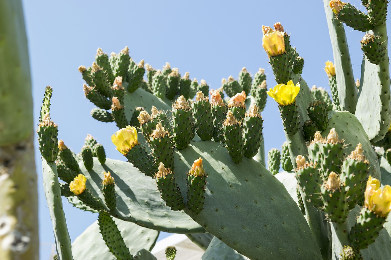prickly pears  flowers  cactus free photo