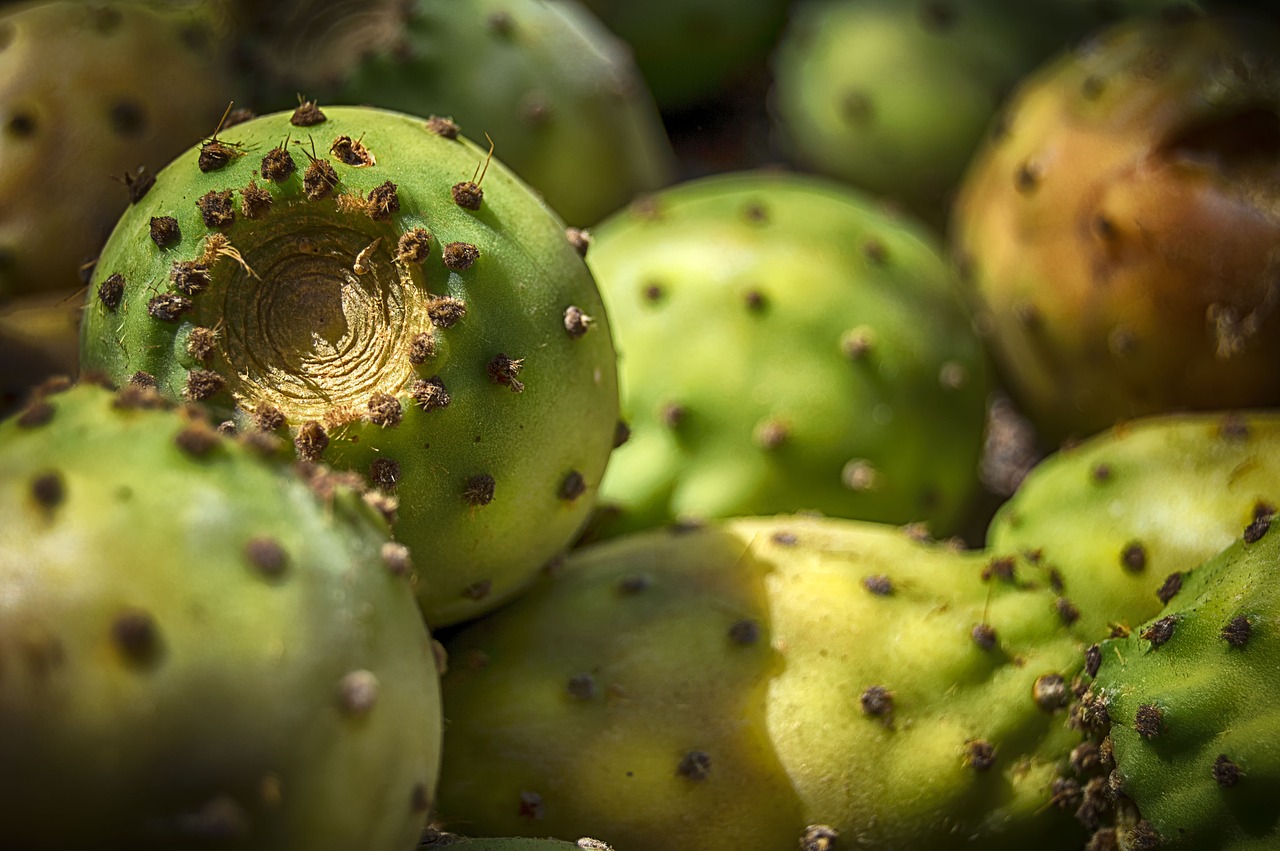 prickly pears  prickly pear  fruit free photo
