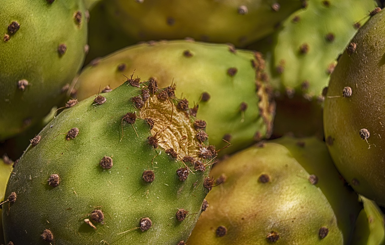 prickly pears  prickly pear  fruit free photo