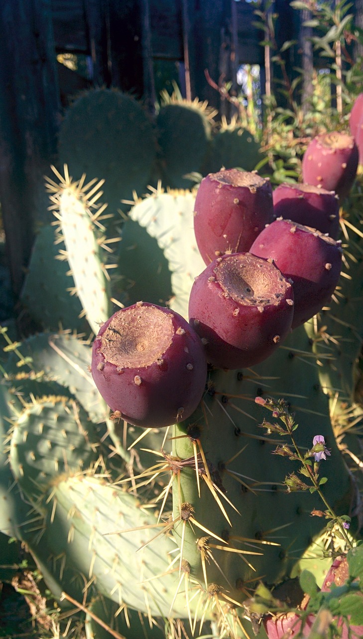 prickly pears campaign tuscany free photo