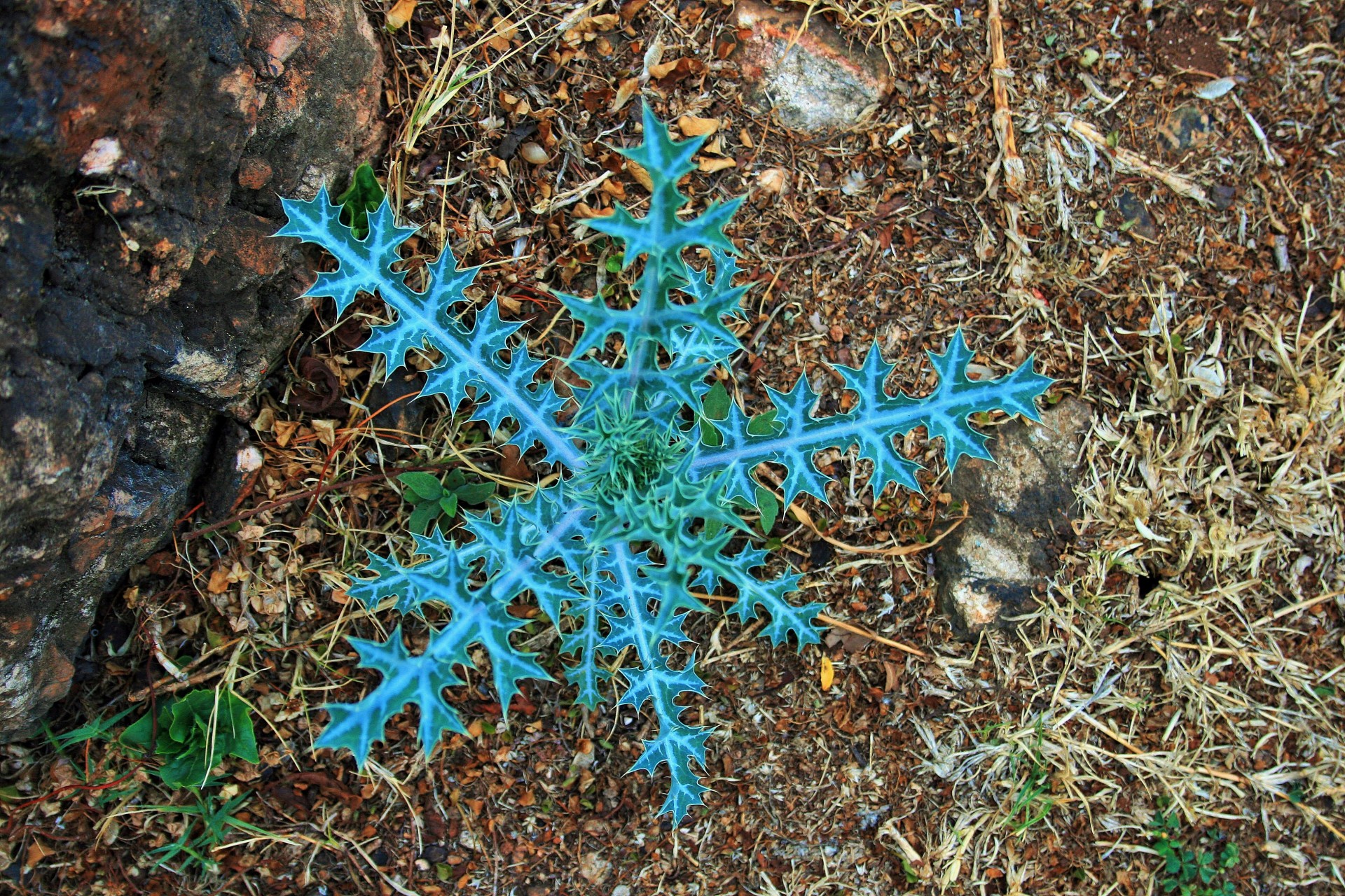 weed blue-green star shaped free photo