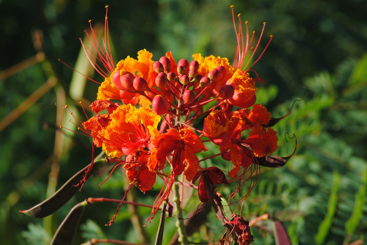 pride of barbados flower orange free photo