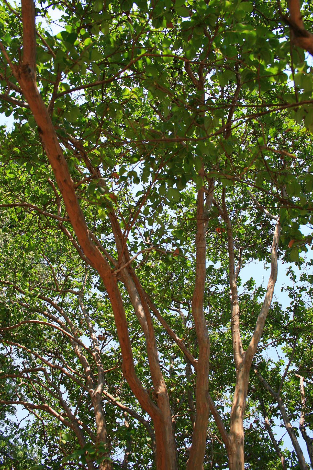 tree pride india pride of india branches free photo