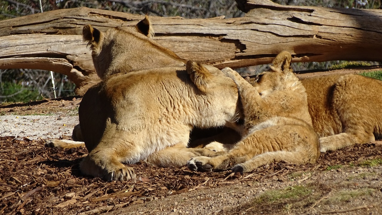 pride of lions lion cub free photo