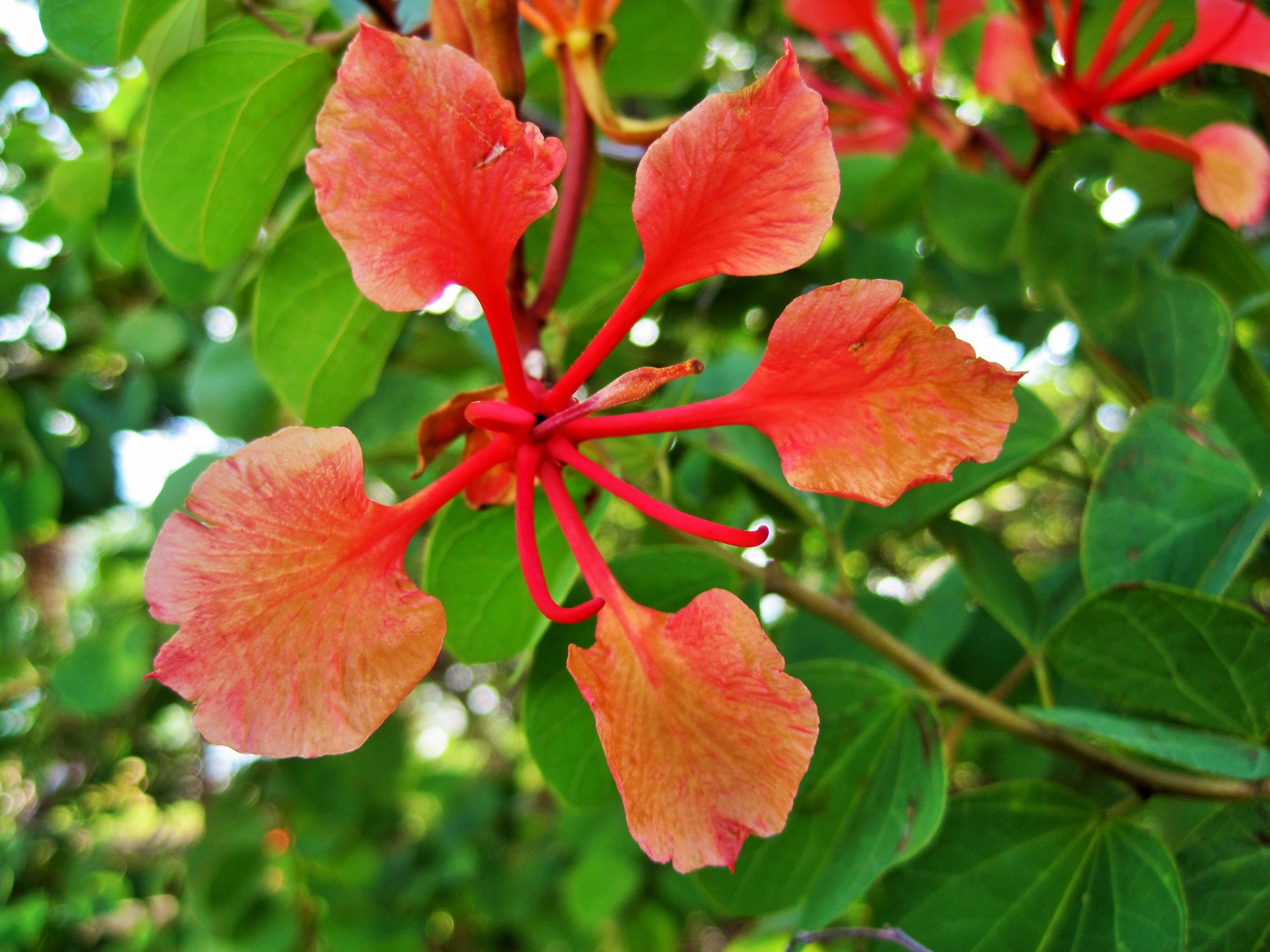 flower red petals free photo