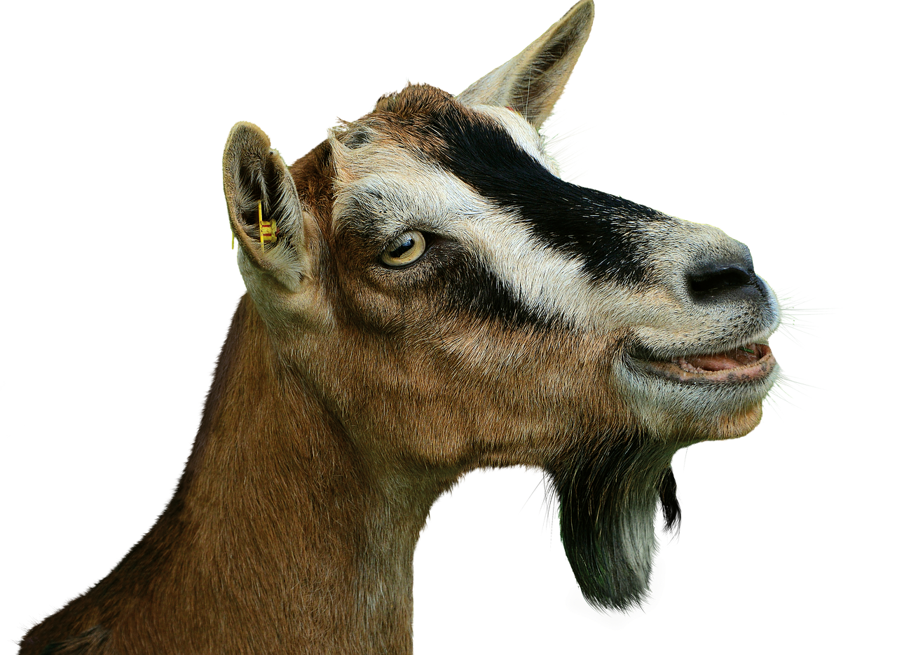 prima donna  goat  isolated free photo