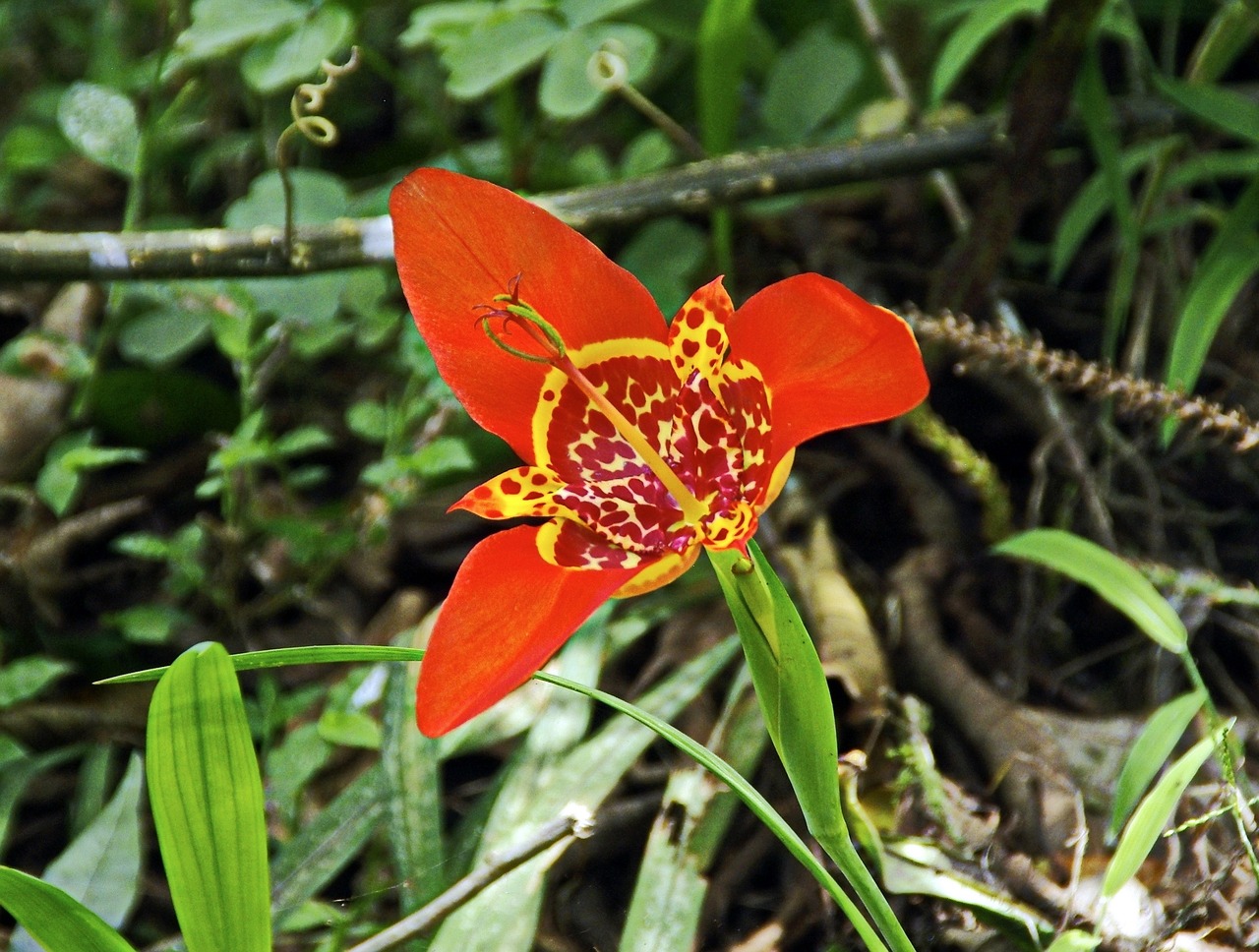 primary forest brazilwood tigridia free photo