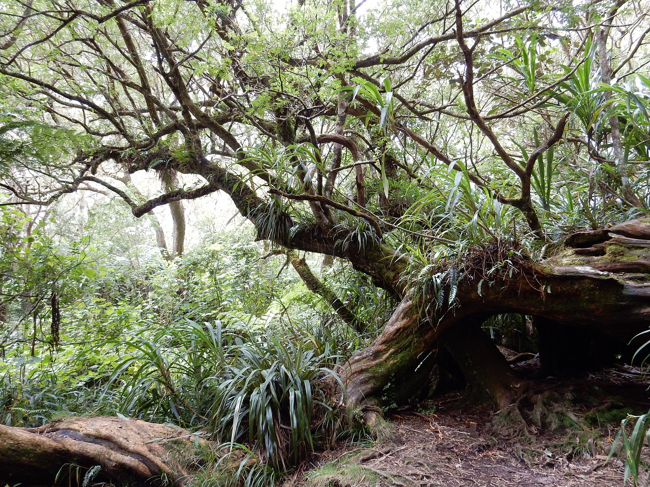 primary forest hiking reunion island free photo