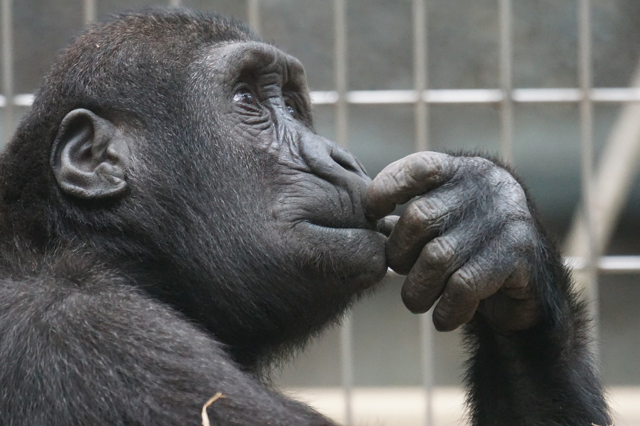 primate ape thinking free photo