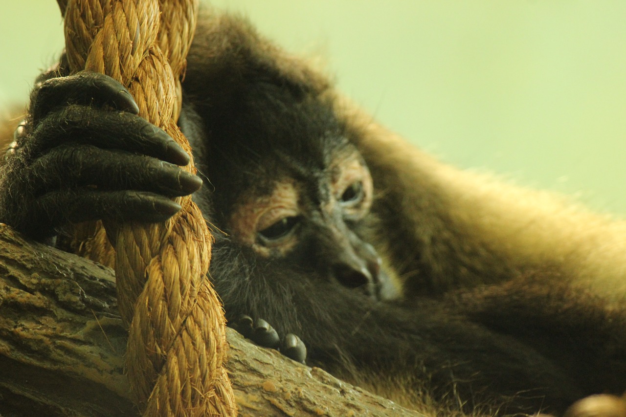 primate saint louis zoo free photo
