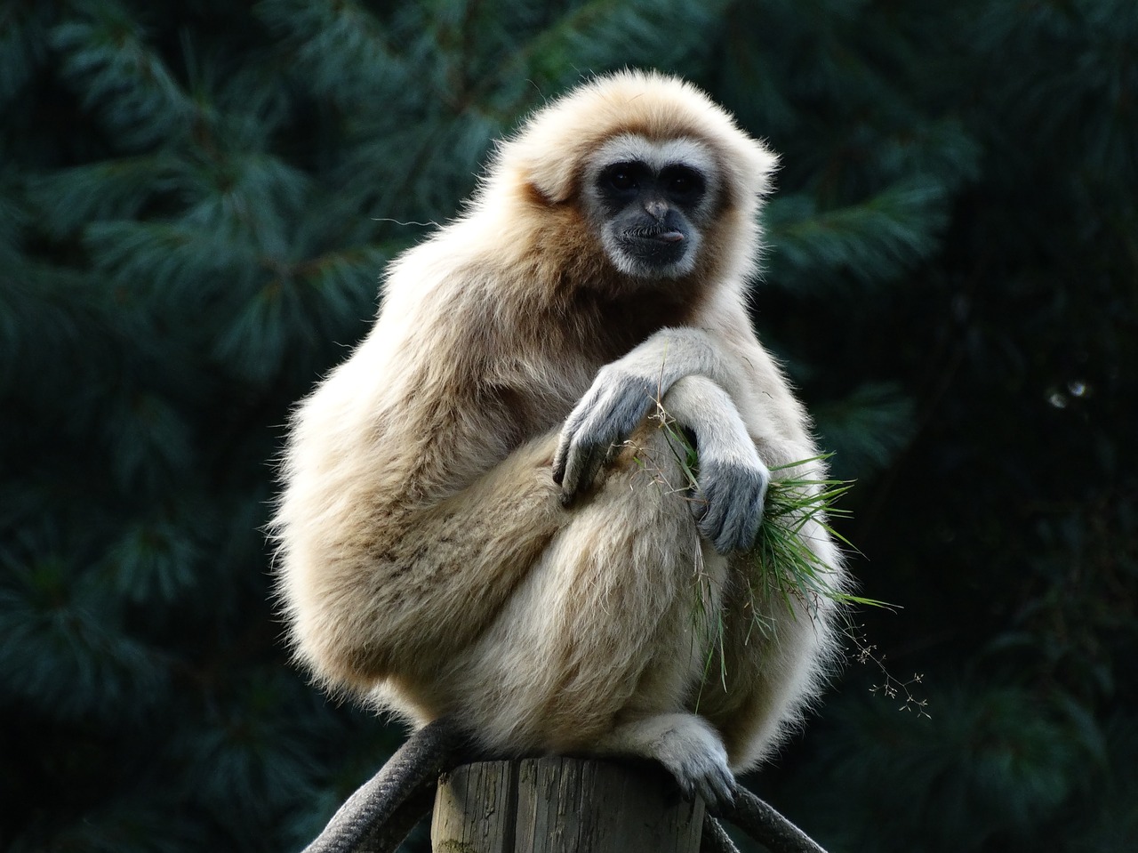 primate gibbon lar gibbon free photo