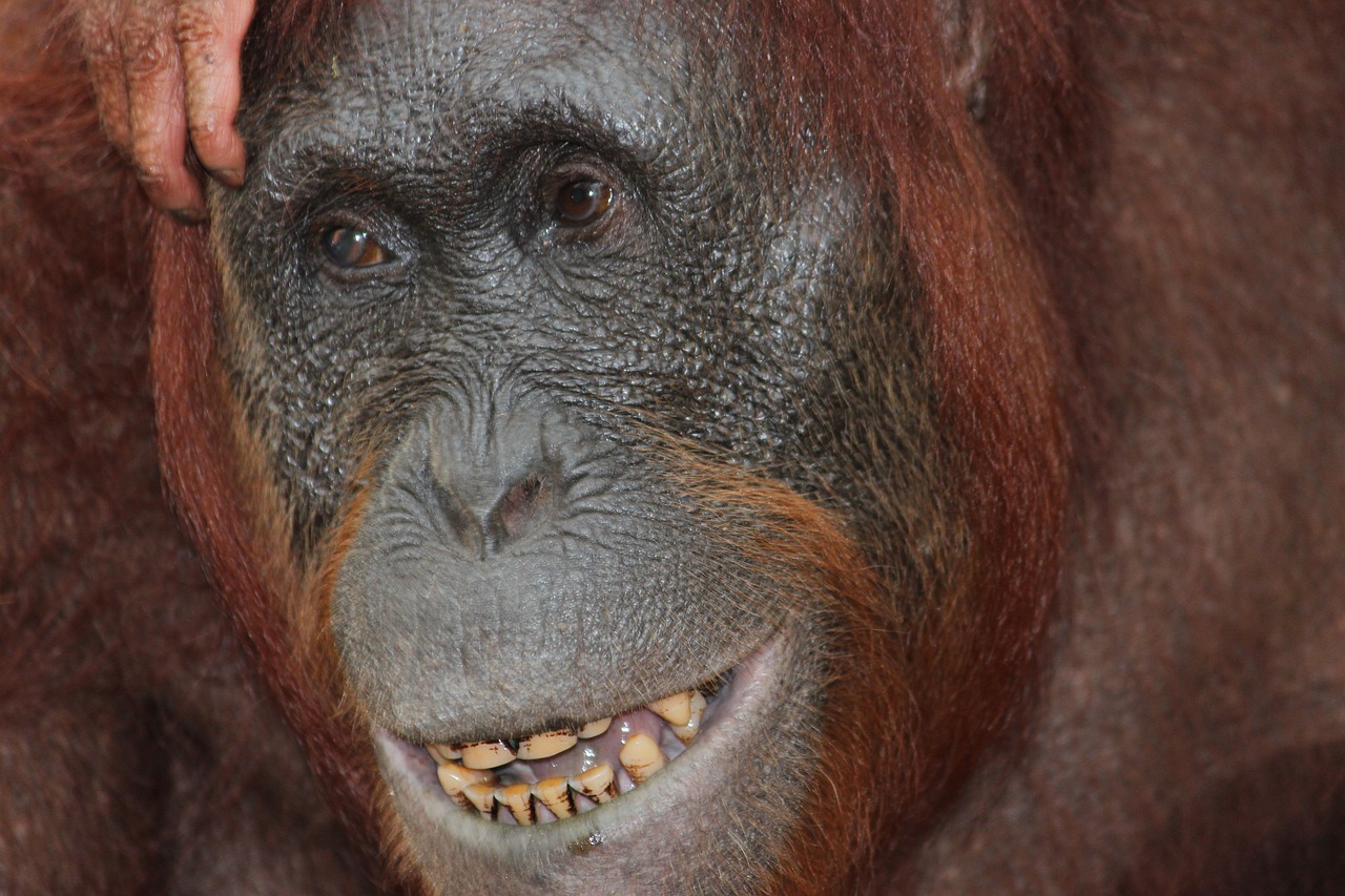 primate mammal ape free photo