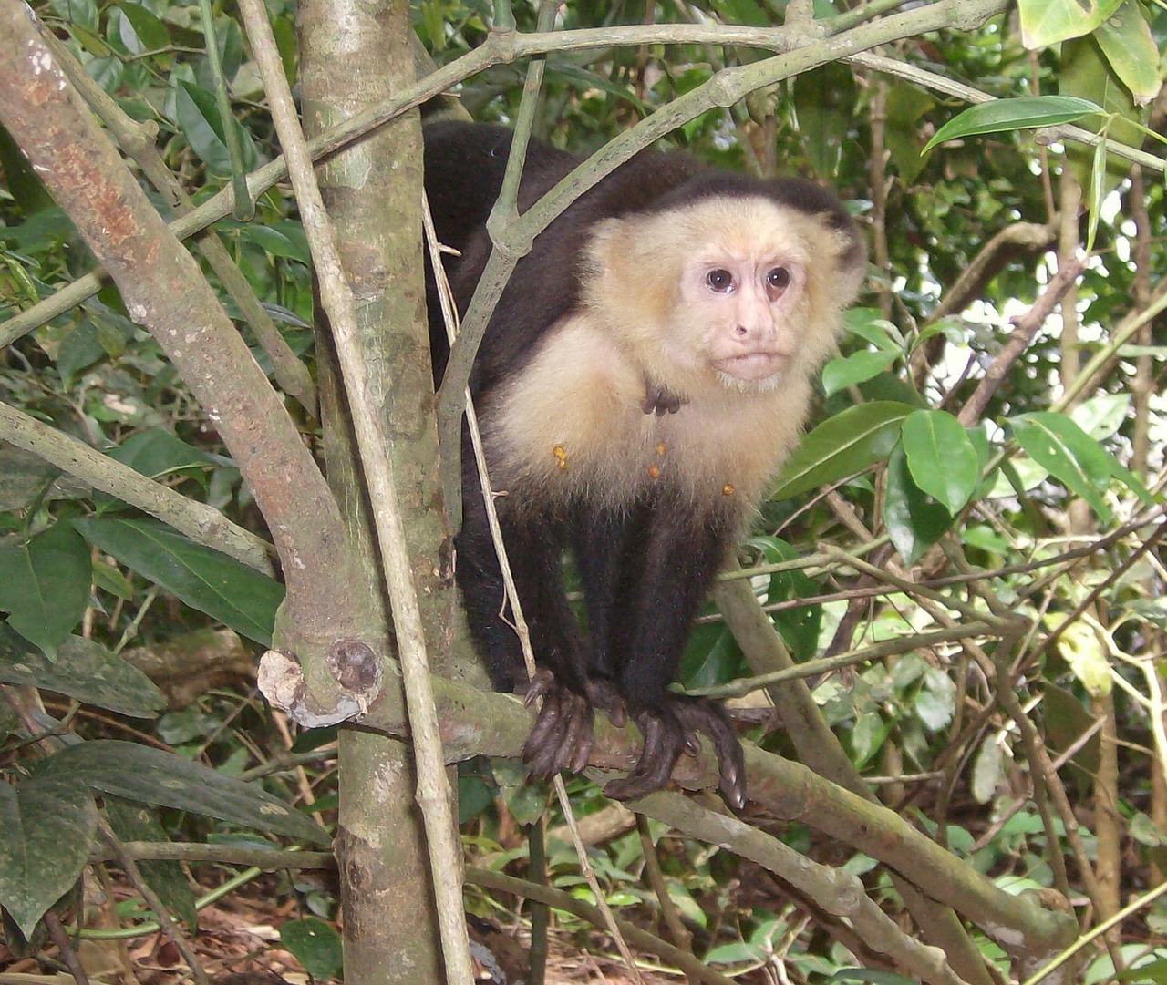 primate costa rica jungle free photo
