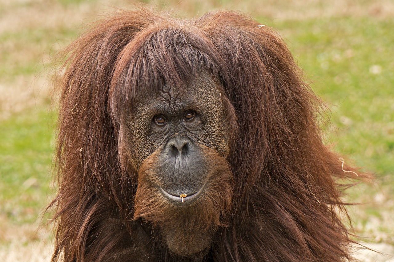 primate ape orangutan free photo