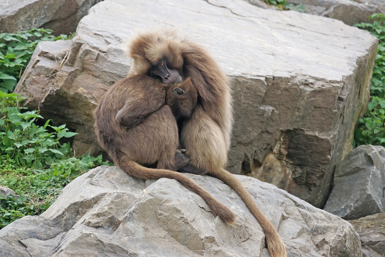 primates dscheladas pair free photo