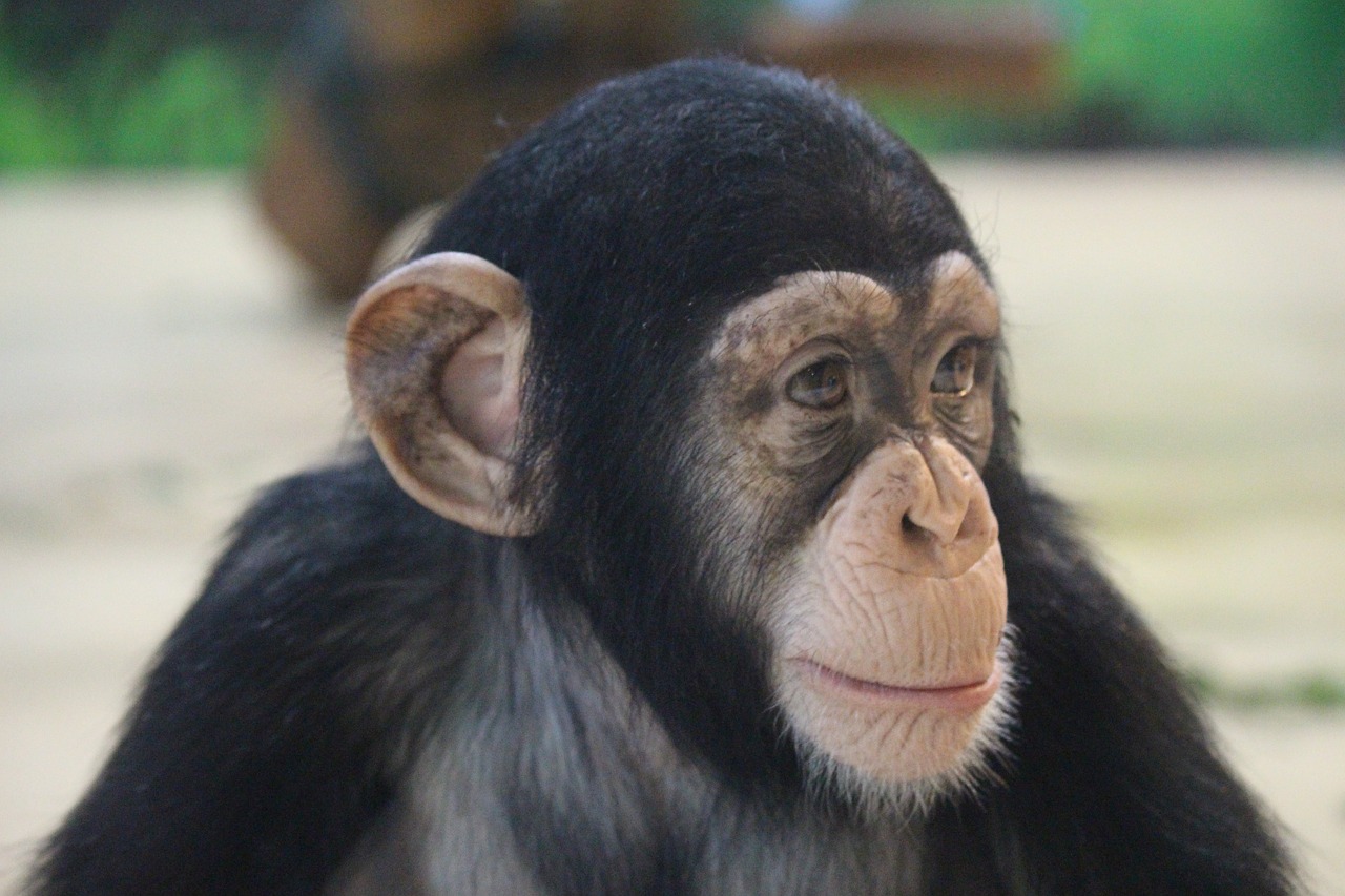 primates  monkey  ape free photo
