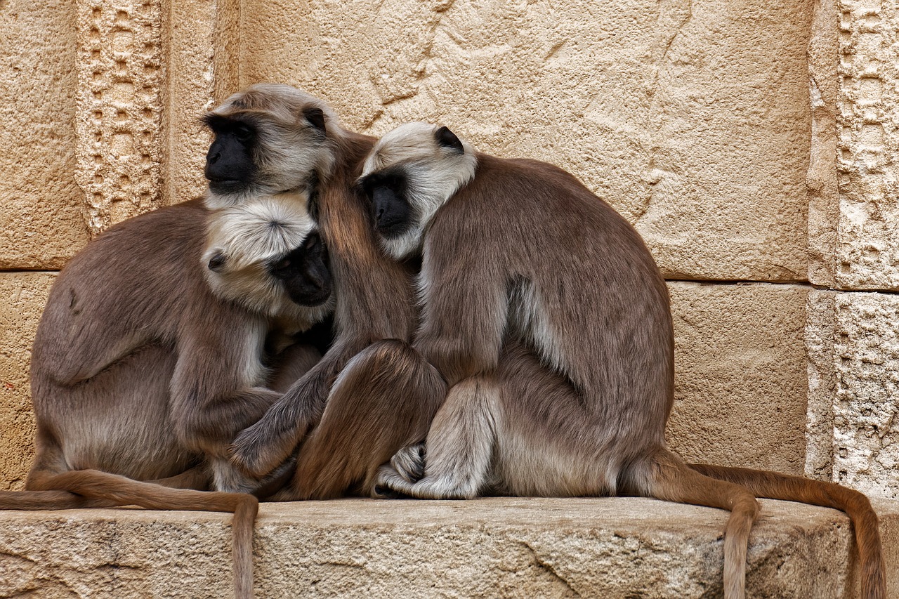 primates  monkey  india free photo