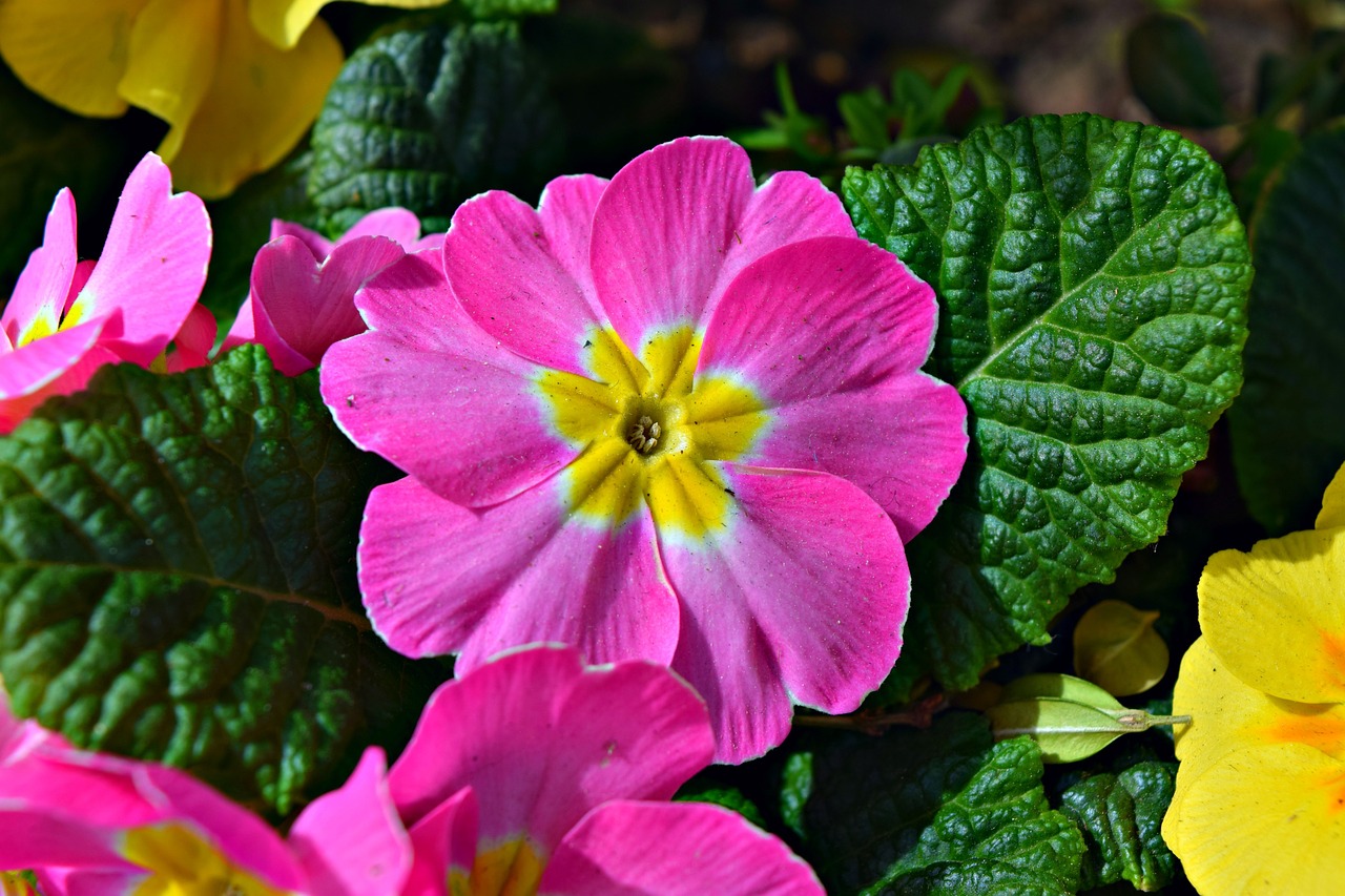 prime rose pink flower free photo