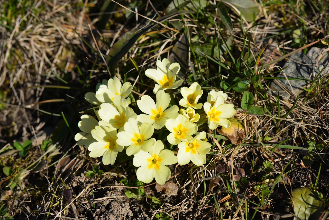 primmeln yellow spring free photo