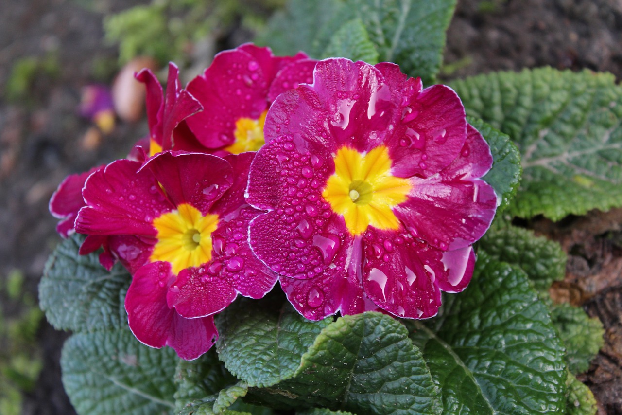 primrose blossom bloom free photo