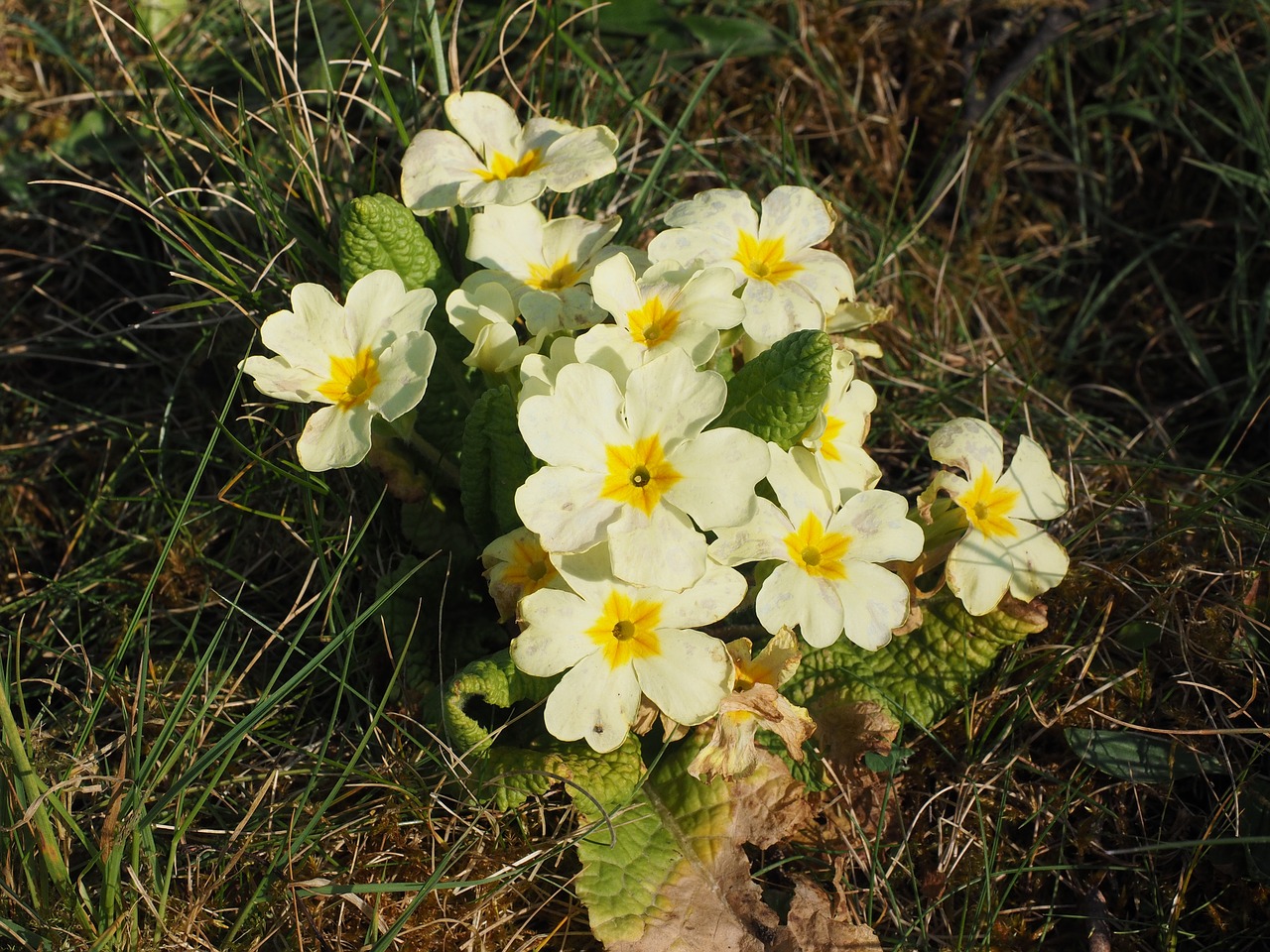 primrose flower blossom free photo