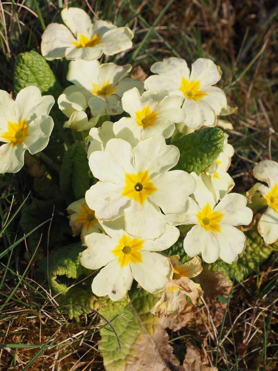 primrose flower blossom free photo