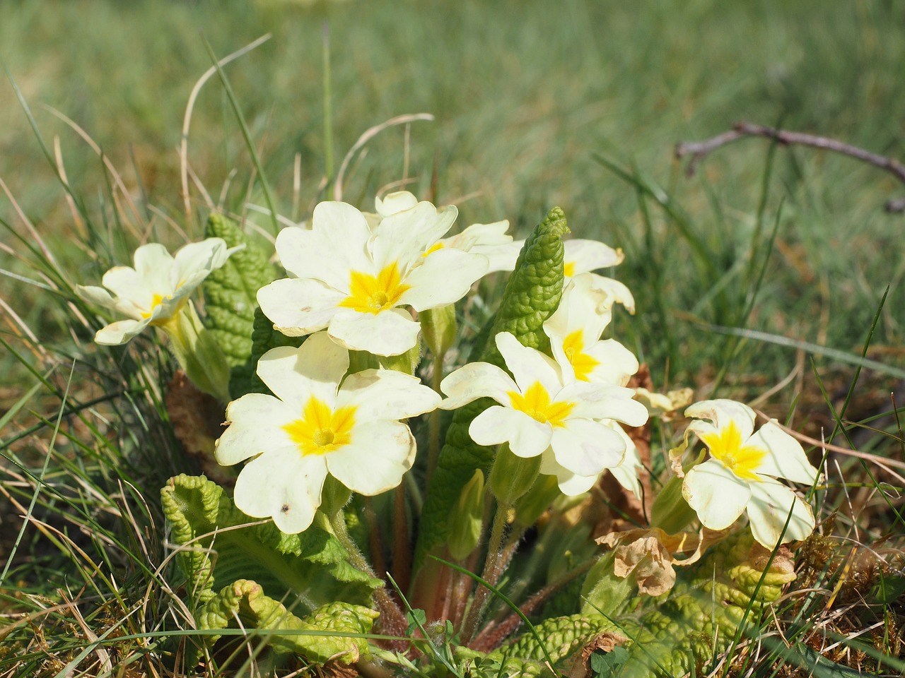 primrose flower blossom free photo