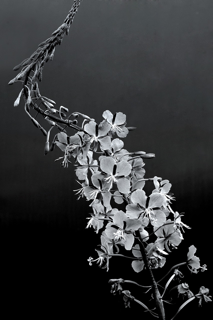primrose flower black and white free photo