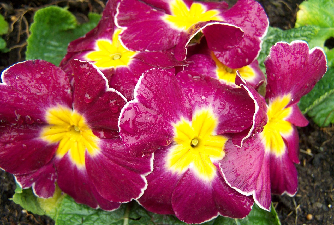 primrose purple flowers spring free photo