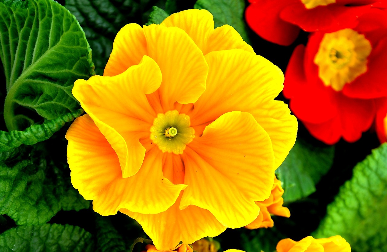 primrose spring flowers yellow free photo