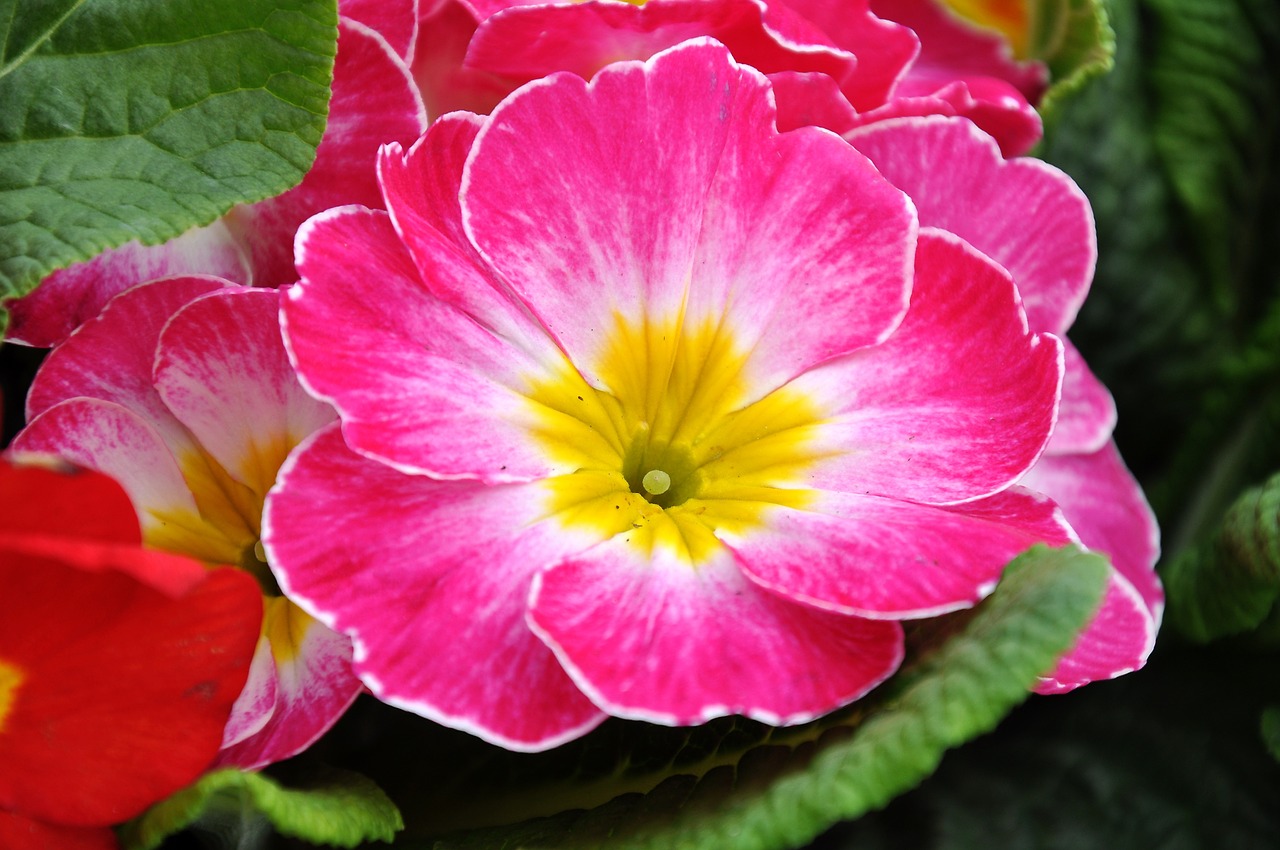 primrose spring flowers pink free photo