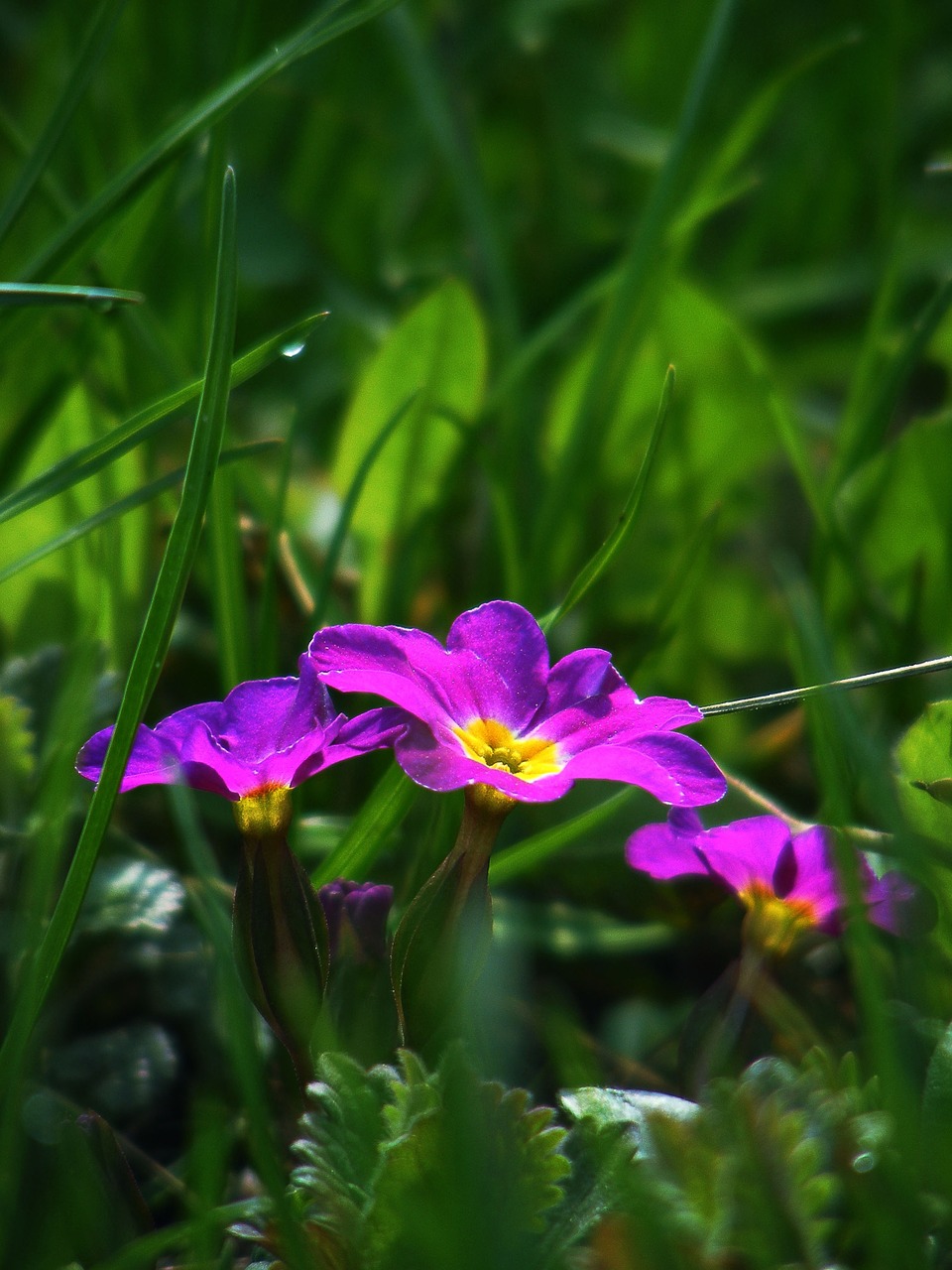 primrose spring spring flower free photo