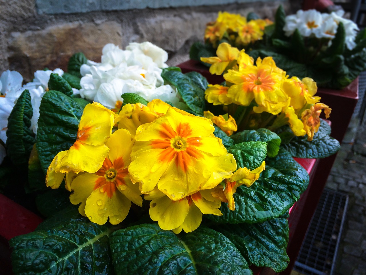 primroses arrangement blossom free photo