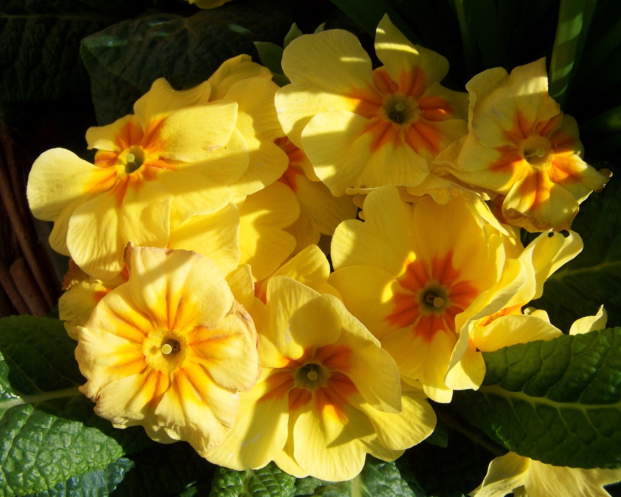 primrose yellow flower spring flower free photo