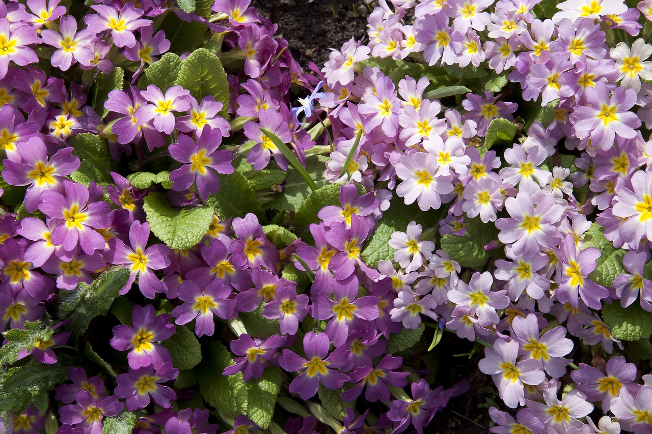 primrose primula cowslip free photo