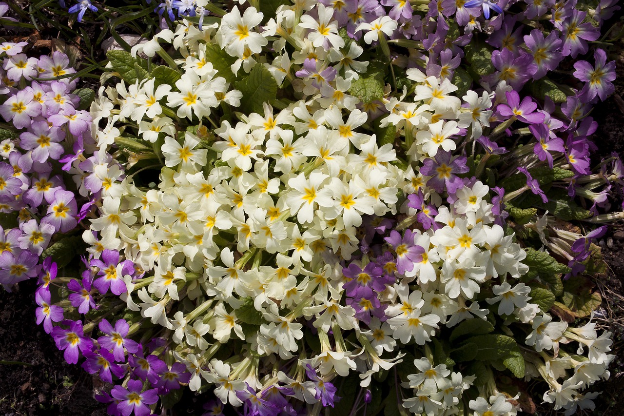 primrose primula cowslip free photo