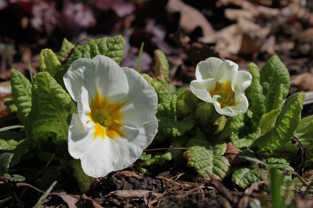 primrose white leaves free photo