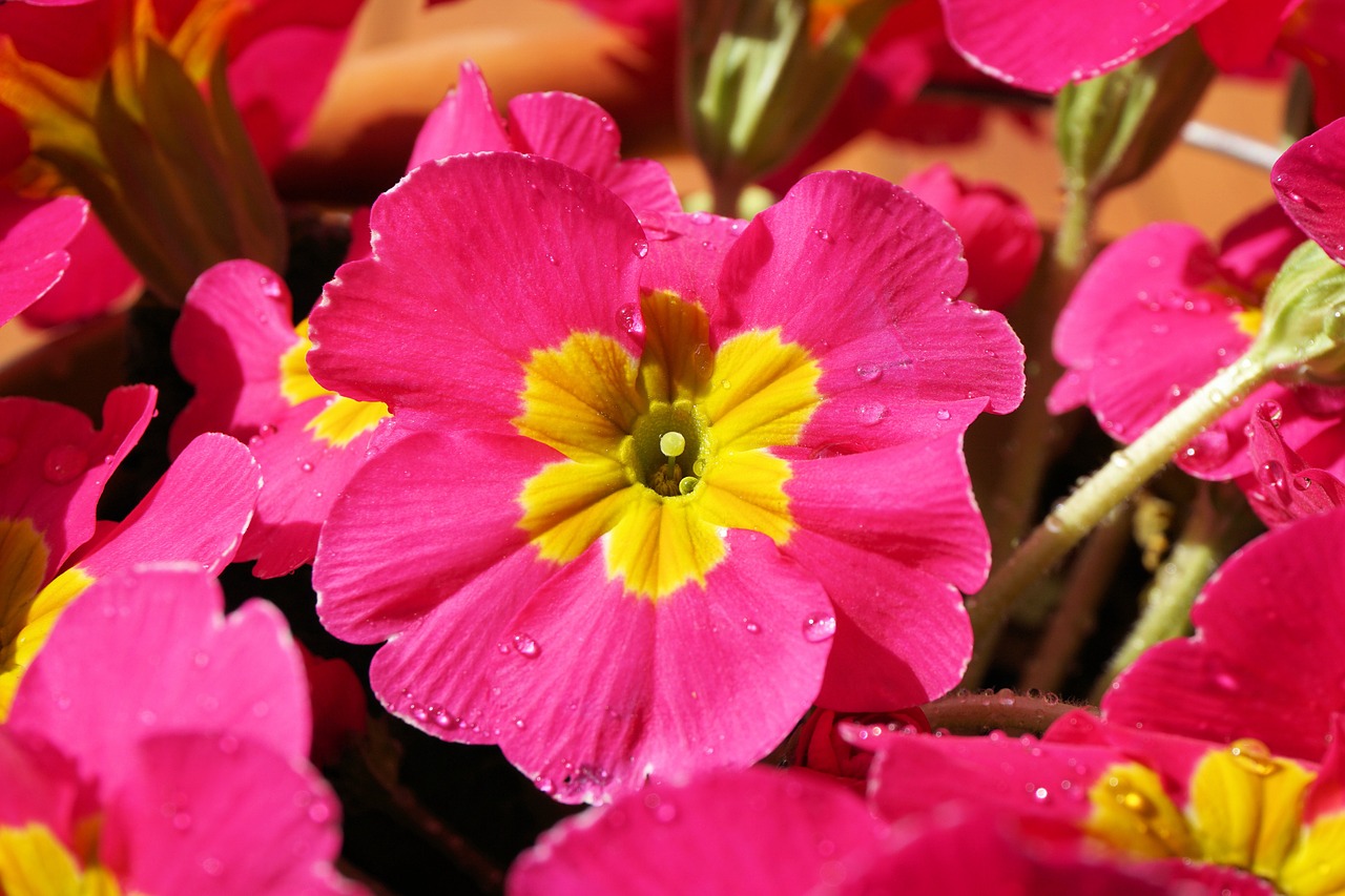 primrose flower blossom free photo