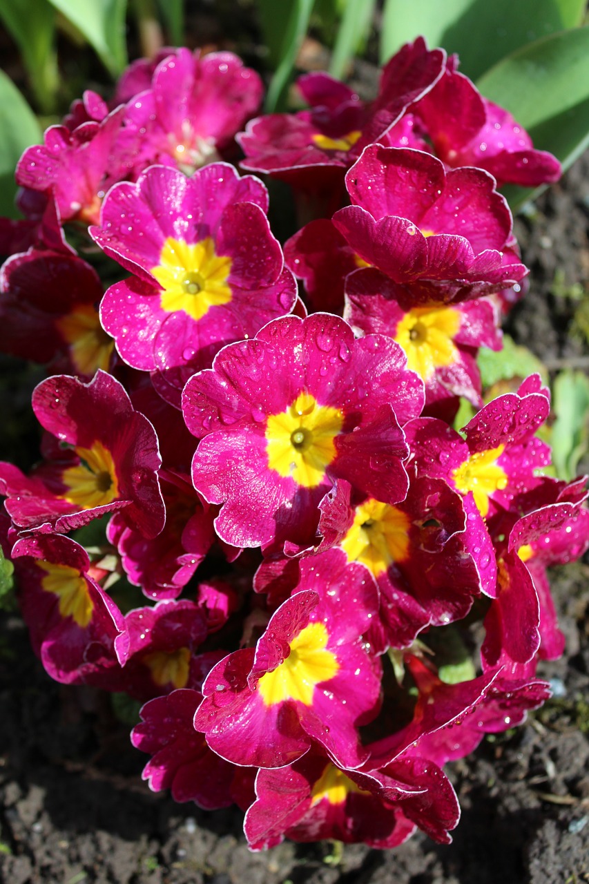 primrose flowers spring free photo