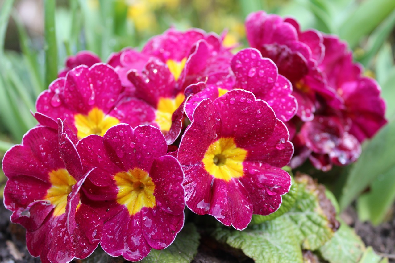 primrose flowers spring free photo