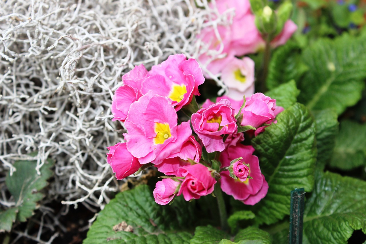 primrose pink flower free photo