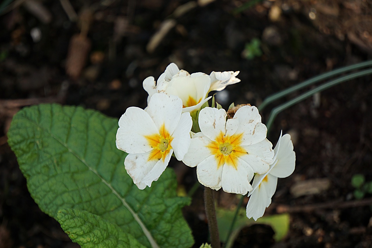 primrose flower spring free photo