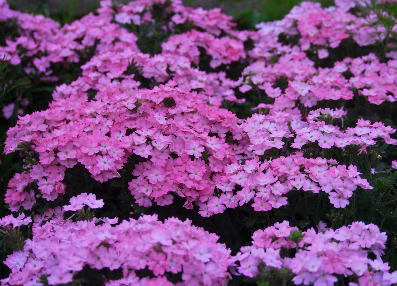 primrose flowers pink free photo