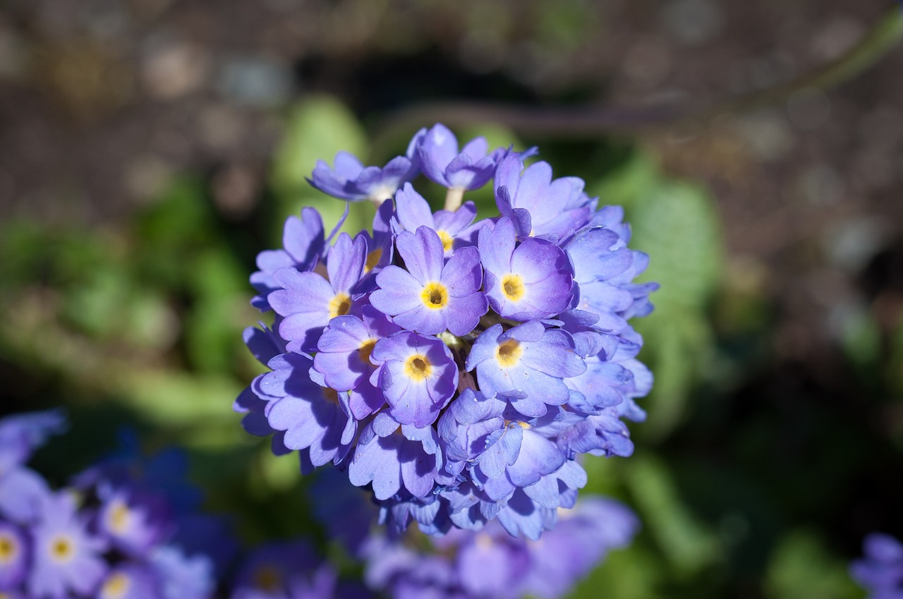 primrose flower flowers free photo