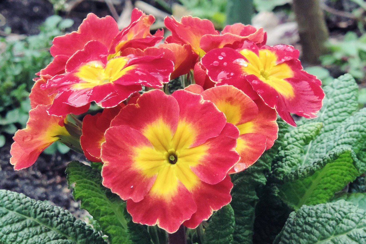 primrose red yellow spring free photo