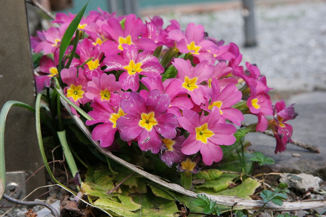 primrose flower spring free photo