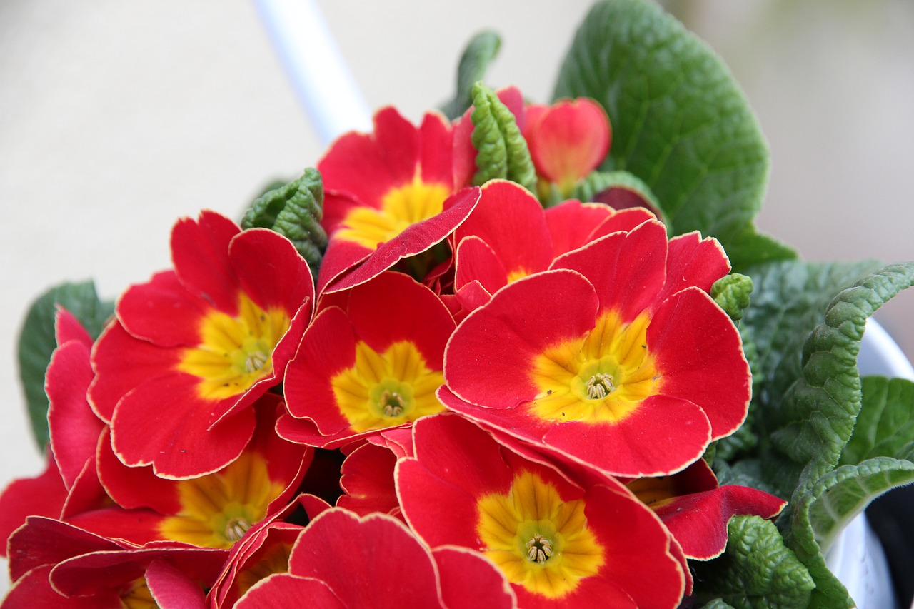 primrose red spring flower free photo